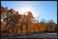 krug_park_backlit_trees