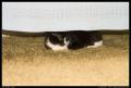 little_one_under_bed