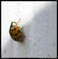 asian_ladybug_from_side