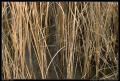 reeds