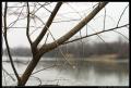 tree_branch_mo_river