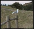 seagull_on_fence