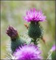 purple-spiky-flowers