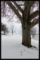 tree_and_sky