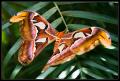 atlas_moth_2