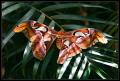 atlas_moth_3