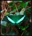 green_peacock_swallowtail