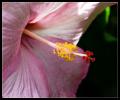 pink_flower_2