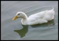 white_duck