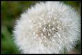 Old-Dandelion