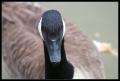 Brokewing-Goose-2