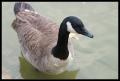 Brokewing-Goose