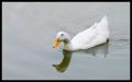 Reflected-Duck-CRW_7891