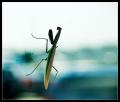 IMGP0908_monster_mantis