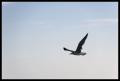 IMGP0956_seagull_in_flight