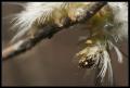 IMGP1432_hairy_caterpillar