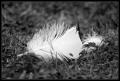 IMGP1594_bw_feather