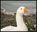 IMGP1611_duck_profile