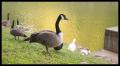 IMGP1652_goose_portrait