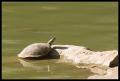 IMGP1727_turtle_basking