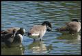 IMGP1741_geese_preening