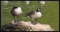 IMGP1756_geese_on_rock