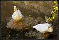 IMGP1773_two_white_ducks