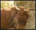 IMGP1860_longhorn_eating