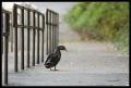 IMGP1885_sidewalk_duck