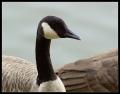 IMGP1904_goose_profile