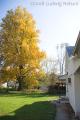 IMGP3485-yellow-tree-by-house