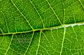 _IGP3687-leaf-macro