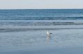 _IGP3891-seagull-on-beach