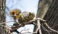 _IGP4288-squirrel-2.8