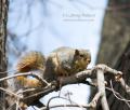 _IGP4292-squirrel-2.8-2