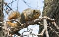 _IGP4294-squirrel-8