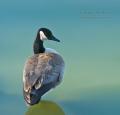 _IGP4343-goose-by-green-water