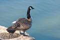 _IGP4354-goose-gazing-over-pond