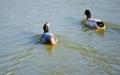 _IGP4361-puffy-headed-duck