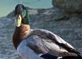 _IGP4383-mallard-looking-at-camera