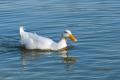 _IGP4387-white-duck-in-water