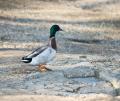 _IGP4396-mallard-walking