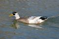 _IGP4401-mottled-duck-swimming