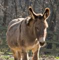 _IGP4438-donkey