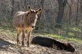 _IGP4445-two-donkeys