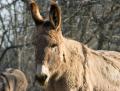 _IGP4447-donkey