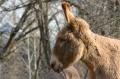 _IGP4448-donkey-profile