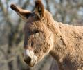 _IGP4455-donkey