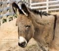 _IGP4466-dirty-donkey