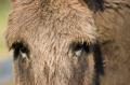 _IGP4467-donkey-closeup